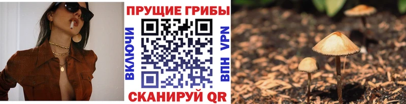 Купить где  Таганрог  Галлюциногенные грибы Psilocybine cubensis 
